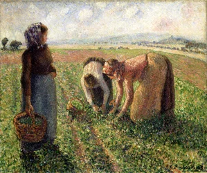 Cosecha de guisantes, Eragny