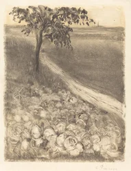 Camino junto a un campo de coles