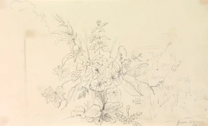 Bosquejo de plantas y un hito de la naturaleza, 3 de junio de 1826