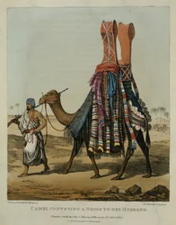 Camello llevando a una novia a su esposo, grabado por Denis Dighton, placa 16 de 