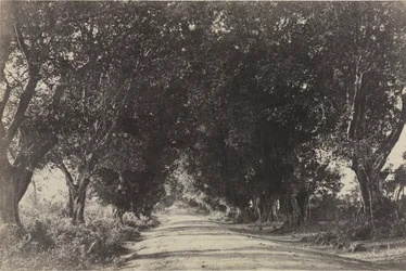 Avenida de los Árboles Banianos, Seringham, India