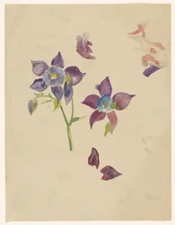 Estudio floral