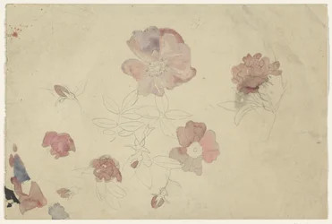 Estudios florales en púrpura y rosa