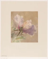 Rosa marchita