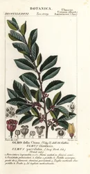 Olmo chino o olmo de corteza, Ulmus parvifolia, Ulmus chinensis, Olmo della China