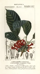 Planta Cyrtander, Cyrtandra staminea, Cirtandra staminea