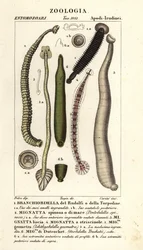Sanguijuelas y sanguijuelas de agua dulce: Branchiobdellida 1, Pontobdella spinosa 2, Whitmania laevis 3, Hirudo vittata 4, Piscicola geometra 5, Ichthyobdella geometra 5, Geobdella trochetii 6