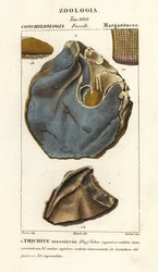 Fósil de una especie de ostra extinta, Trihites plati