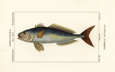 Seriola dumerili, Seriola di Dumeril