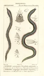 Leodice antennata, Nereidonta antennata 1, y Eunice sanguinea, Nereidonta sanguinea 2