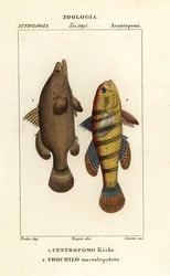 Perca del Nilo, Lates niloticus, y pez dormilón o gobio, Ophiocara macrolepidota