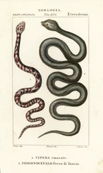 Cobra de cuello anillado, Hemachatus haemachatus 1, y lanceta de Martinica, Bothrops lanceolatus 2