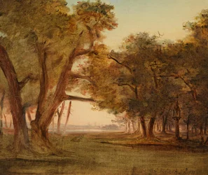 Paisaje forestal en ambiente matinal