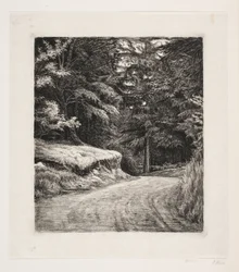 El camino en el bosque de pinos