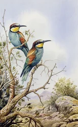 Abejarucos