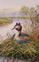 Somormujo lavanco