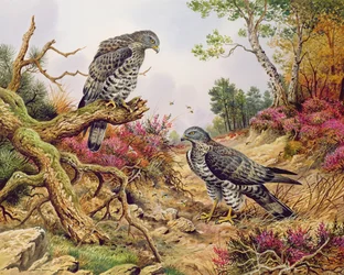 Abejeros europeos