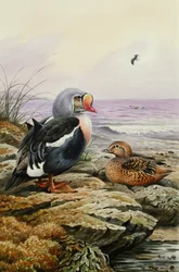 Eider real