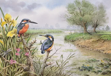 Martines pescadores en la orilla del río