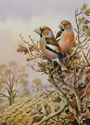Pareja de Pinzones Comunes