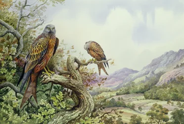 Pareja de milanos reales en un roble