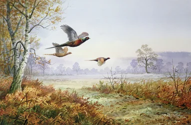 Faisanes en vuelo