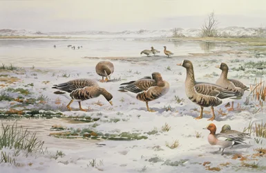 Gansos de frente blanca