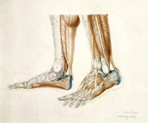 Dibujo anatómico de los pies de un hombre, 1837