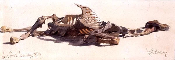 Camello muerto cerca de Suez