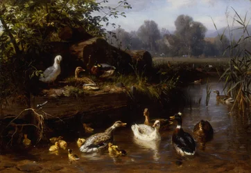 Patos y patitos en un arroyo
