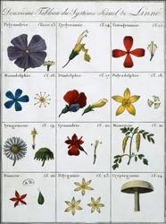 Segunda tabla del sistema sexual de plantas de Linneo