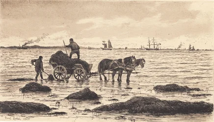 Campesinos transportando algas