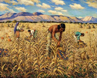 Cosecha de maíz en Santo Domingo