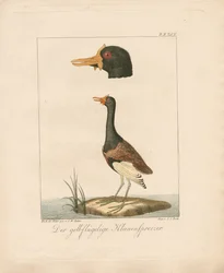Jacana de alas amarillas (litografía coloreada a mano)