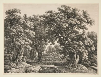 paisaje forestal