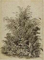 Plantas al borde del agua