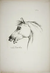 Detalle de la cabeza de caballo, ampliada al triple, Guardia Real Normanda, nº 4