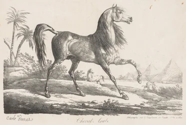 Suite de caballos: caballo árabe