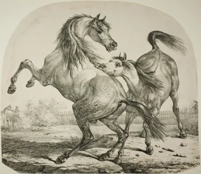 Caballos salvajes luchando