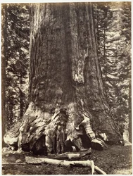 Base del Gigante Grizzly, de El Libro de Yosemite: Una Descripción del Valle de Yosemite y la Región Adyacente de la Sierra Nevada, y de los Grandes Árboles de California, por Josiah Dwight Whitney (1819