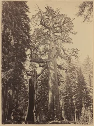 Gigante Grizzly, Bosque Mariposa
