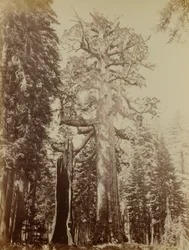 Gigante pardo, Mariposa Grove