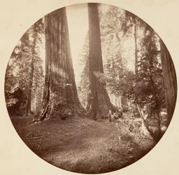Old Dominium y la Taberna del Tío Tom. Calaveras Grove, ca. 1878