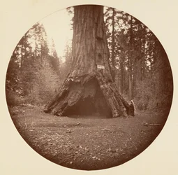Cabaña de Pioneros - Calaveras Grove, ca. 1878