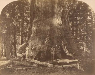 Sección del Gigante Grisly, Mariposa Grove, 1861