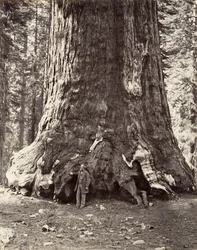 Sección del Gigante Grizzly, circunferencia de 101 pies, 1865-66