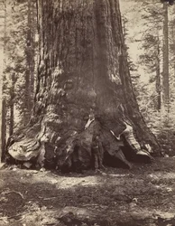 Sección del Grizzly Giant con Galen Clark, Mariposa Grove, Yosemite, 1865-66, impreso ca. 1876