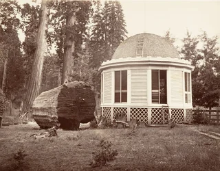 La casa construida sobre el tocón de un gran árbol, 1865-66, impreso ca. 1876