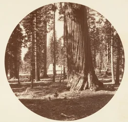 El Hotel Mammoth Grove desde el Grove - Calaveras, ca. 1878