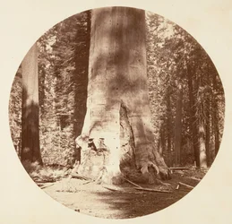 La madre del bosque - Calaveras Grove